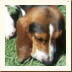 Basset Puppy at the Waddle